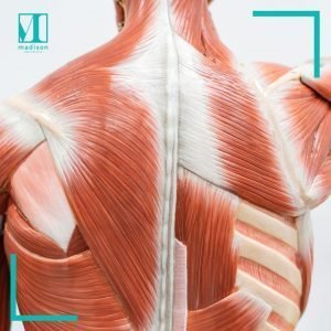 back muscle pain